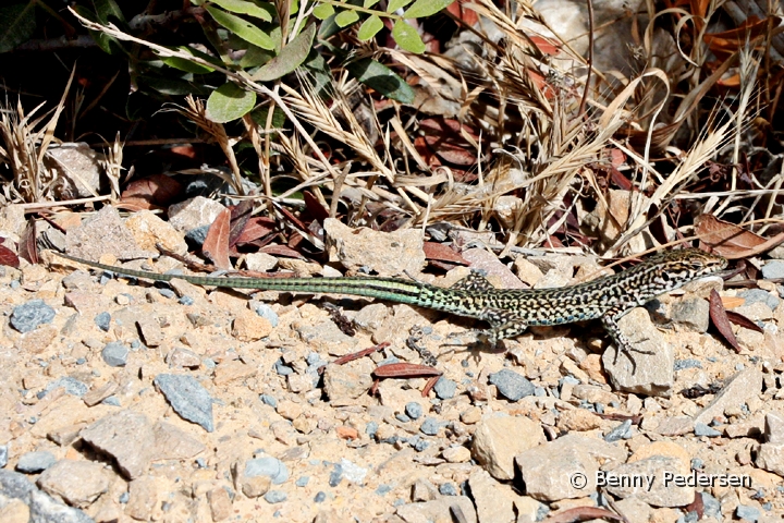 Fireben 2.jpg - Smaragdfirben (Lacerta viridis)